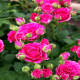 Саженцы Розы Спреи в Жуковском — доставка почтой! Саженцы Розы Спреи в Жуковском — доставка почтой!