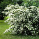 Саженцы Жасмина в Жуковском — урожайные сорта! Саженцы Жасмина в Жуковском — урожайные сорта!