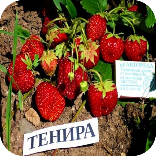 Клубника "Тенира" Клубника "Тенира"