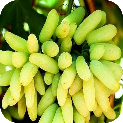Виноград кишмиш "Ламборджини" 