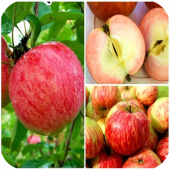 Яблоня "Коричное Полосатое" Яблоня "Коричное Полосатое"